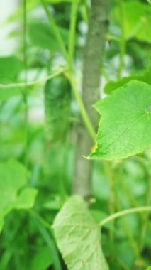 Salatalıklar bahçede yetişiyor, dikey video.