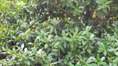 Islak ağaç dalları ve sağanak yağmurlar. Yağmurun bulanık arka planında yeşil ağaç. Sağanak yağış sırasında ormanda su damlaları