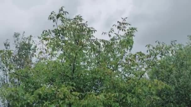 Проливной дождь с ветром и молнией на фоне деревьев — стоковое видео
