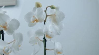 bir turntable üzerinde dönen orkide