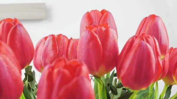 Nahaufnahme, Zeitlupe, rosa und rote Tulpen — Stockvideo