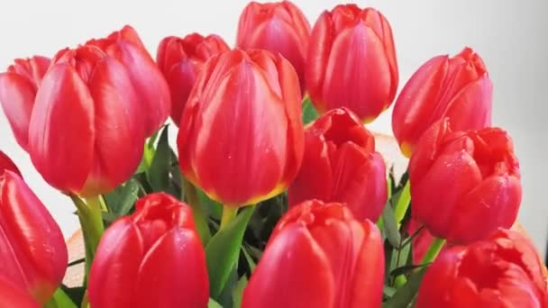 Primer plano, cámara lenta, tulipanes rosados y rojos — Vídeo de stock