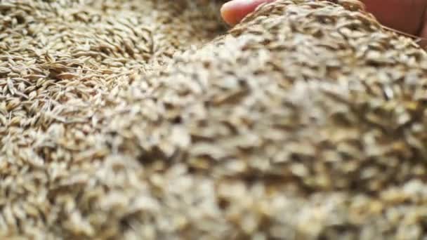 Roterend graan van haver en een boer hand. Boer controleert het graan. Close-up van een mensenhand die graan in zijn handpalm oppikt. — Stockvideo
