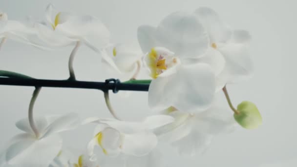 ターンテーブルで回転する蘭。垂直ビデオ — ストック動画