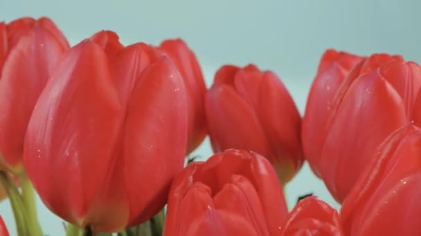 Close up, câmera lenta, tulipas rosa e vermelha — Vídeo de Stock