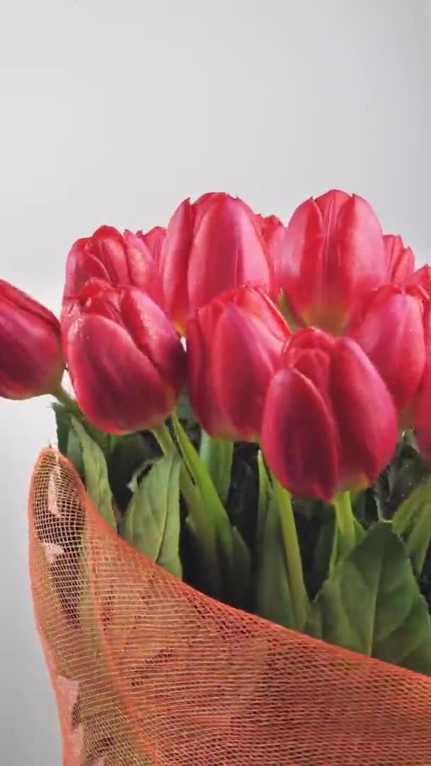 Primer plano, cámara lenta, tulipanes rosados y rojos — Vídeos de Stock