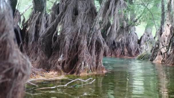 Espesura densa de árboles y raíces en un pantano inundado. Hojas de dosel, reflejadas en la superficie del agua del lago — Vídeo de stock