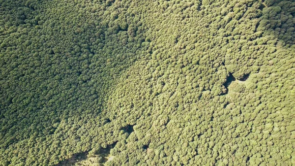 Vue aérienne de l'arbre forestier, de l'écosystème de la forêt tropicale et de l'environnement sain concept et arrière-plan, Texture de l'arbre vert vue de la forêt d'en haut, espace de copie pour la bannière Web — Photo