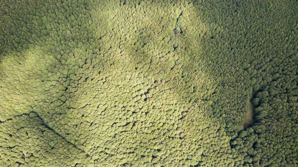 Árvore da floresta da vista superior aérea, ecossistema da floresta tropical e conceito e fundo saudáveis do ambiente, textura da vista verde da floresta da árvore de cima, espaço da cópia para a bandeira da correia fotorreceptora — Fotografia de Stock