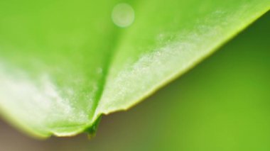 yapraktan çiy damla sıyrık yakın doğa arka plan için taze yeşil yaprak ile su yağmur damla