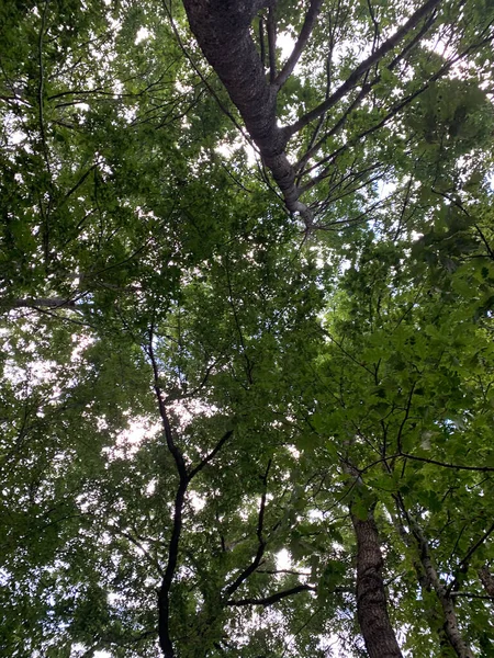 Je regarde la forêt verte. Arbres avec feuilles vertes, ciel bleu et lumière du soleil. Fond de vue du bas — Photo