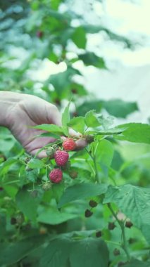 Kadın çalılıktan ahududu topluyor. Bir ele yakın çekim. Lezzetli bir lezzet. dikey video