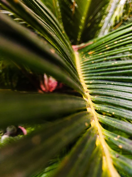 Palmblad Löv Bakgrund Natur Och Bakgrundskoncept Närbild Palmblad — Stockfoto