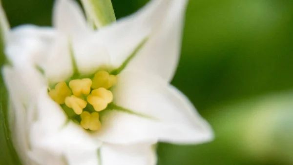 Close Beeld Van Witte Tulip Zwart — Stockfoto