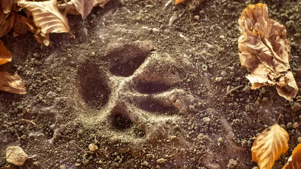 Dog footprint. Dog or wolf paw print.