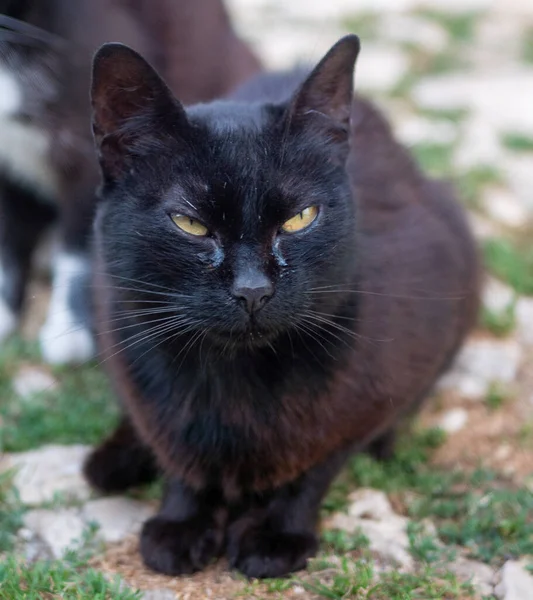ugly stray cat, black abandoned cat.