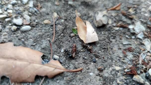 Close Macro Vista Formigas Negras Colina Trabalhando Ninho Terra Ciência — Vídeo de Stock