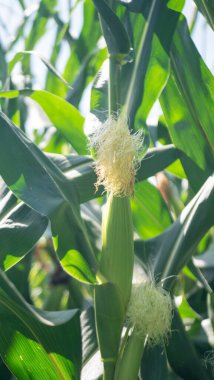 Mısır gökyüzüne karşı genç kulaklar.