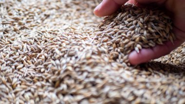 Elinde malt tohumu tutan adam