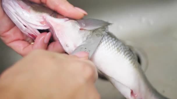 Κοντινό Πλάνο Ενός Γυναικείου Χεριού Μαχαίρι Που Καθαρίζει Φρέσκα Ψάρια — Αρχείο Βίντεο