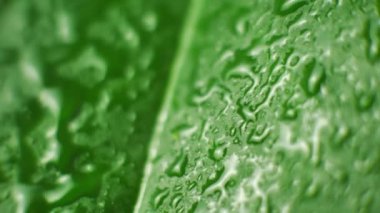 Water Drop Flows Down on a Leaf, Beautiful realistic, 4K
