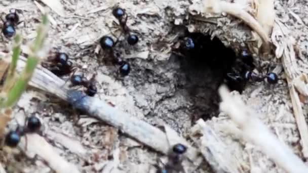 Close Macro View Black Ants Hill Working Ground Nest Animal — стоковое видео