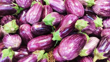 Striped eggplant fruits. Eggplant plants background. Eggplant harvesting. Gardening background with deep purple eggplant striped with white lines.