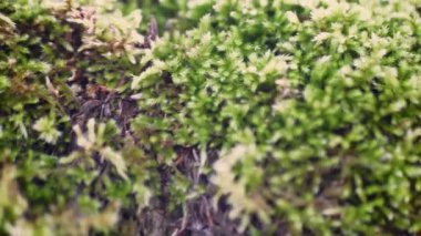 Macro shot showing details of moss. Sun rays in moss background.