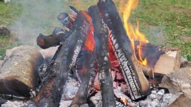 Bonfire Forest Close Fire Close Log Fire Close — стоковое видео