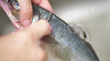 Close-up of a womans hand with a knife cleaning fresh fish from scales. Top view. Cleaning live fish in the outdoors. Preparing for cooking.