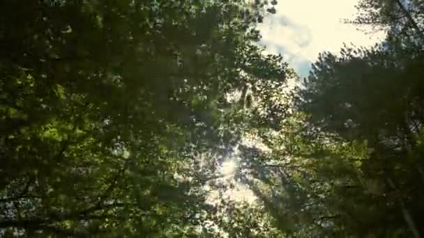 Ormandaki Yeşil Bir Ağaçtan Güneşe Bakıyorum Güneş Yaprakların Arasından Parlıyor — Stok video