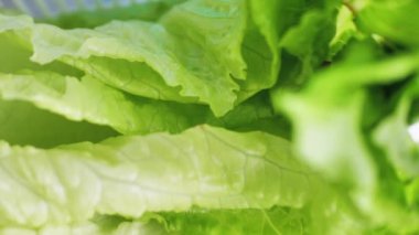4k yakın çekim kamera görüntüsü taze yeşil lahana yaprakları arasında yavaşça hareket ediyor. Sağlıklı beslenme ve organik gıda kavramı. Vejetaryen ya da vejetaryen olmak için mükemmel bir geçmiş