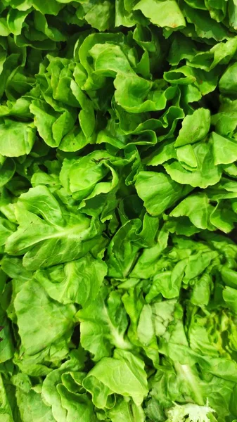 Gros Plan Sur Les Feuilles Laitue Fraîche Feuilles Salade Vertes — Photo