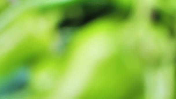 Spinning Green Pepper Close Blurred — Stock Video