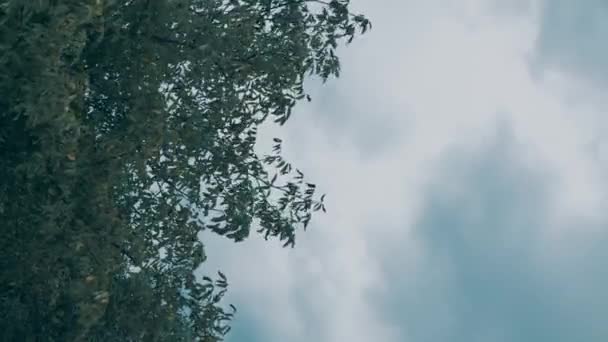 Ramos Teca Balançando Pelo Vento Forte Antes Chuva Nuvens Chuva — Vídeo de Stock