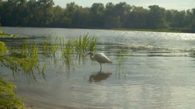 Doğu balıkçıl balığı olarak bilinen beyaz balıkçıl, gölün sığ sularında duruyor, küçük tatlı su balıklarını avlıyor ve yiyor, sıcak yaz günbatımında gagasıyla avını mızraklıyor..