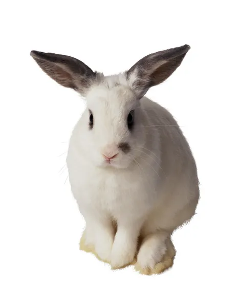 装饰兔 — 图库照片