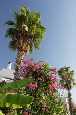 palmiye ağaçları bina