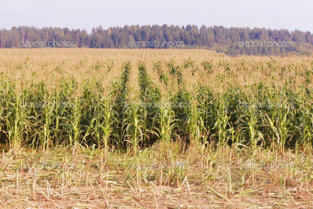 depositphotos_17662647-stock-photo-cornfield-in-autumn.jpg