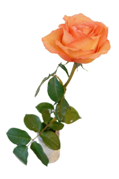 Rose in einer Vase, isoliert. — Stockfoto