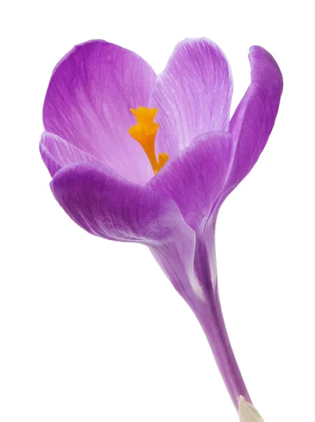 Crocus flower. — Stock Photo, Image