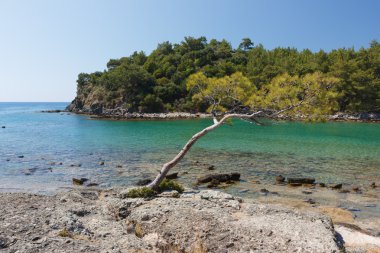 güzel kayalık sahil, phaselis, Türkiye.