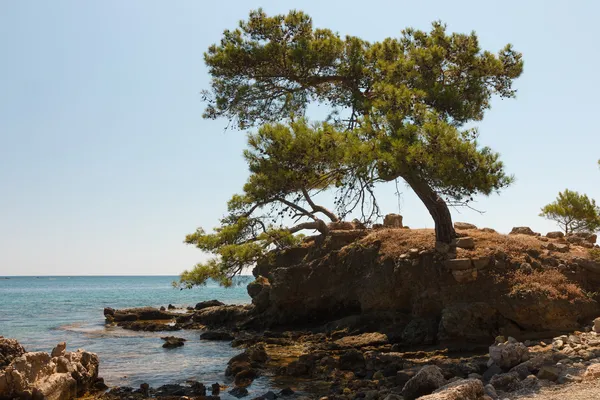 Tree on rocky seashore. Royalty Free Stock Images