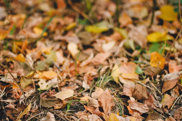 Színes háttér kép elesett őszi levelek tökéletes szezonális használatra minta — Stock Fotó