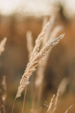 Cortaderia selloana tall trendy pampass grass swaying majestically in the wind against sunset field. clipart