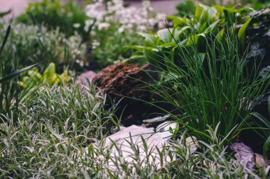 Bahçe çiçek tarhının peyzaj tasarımı: güneşli bir bahar günü, güneşte evde bitkiler, güzel bir bahar bahçesi tasarımı.