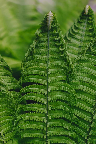 Perfetto Modello Felce Naturale Bello Sfondo Fatto Con Giovani Foglie — Foto Stock