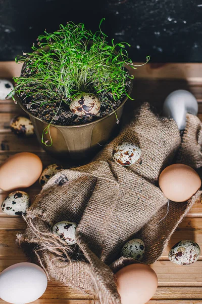 एक भूरे रंग की लकड़ी की मेज पर हरे माइक्रोग्रीन के साथ देखा बटेर अंडे। सामने का दृश्य। ईस्टर, वसंत या स्वस्थ जैविक खाद्य अवधारणा — स्टॉक फ़ोटो, इमेज