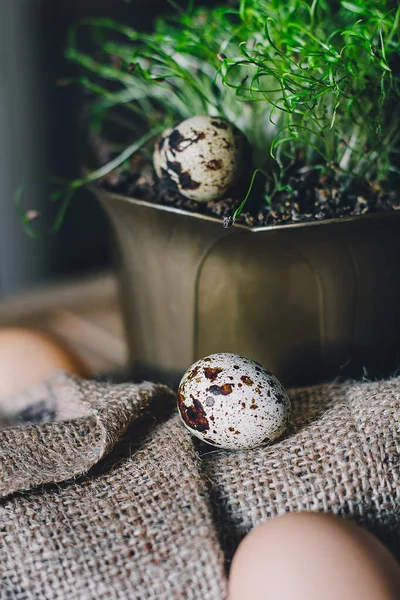 Пятнистые перепелиные яйца с зеленым микрозеленым на коричневом деревянном столе. Вид спереди. Пасха, весна или здоровые органические продукты питания — стоковое фото