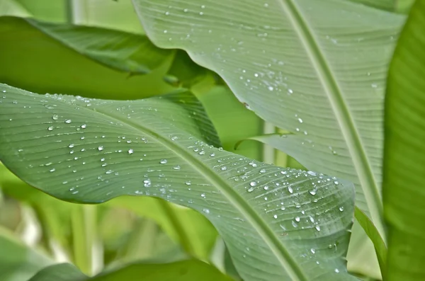 Gotas de rocío matutino en hojas de plátano Fotos De Stock